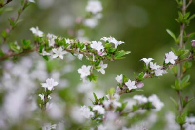 Bacopa monnieri właściwości stosowanie i badania Biowen