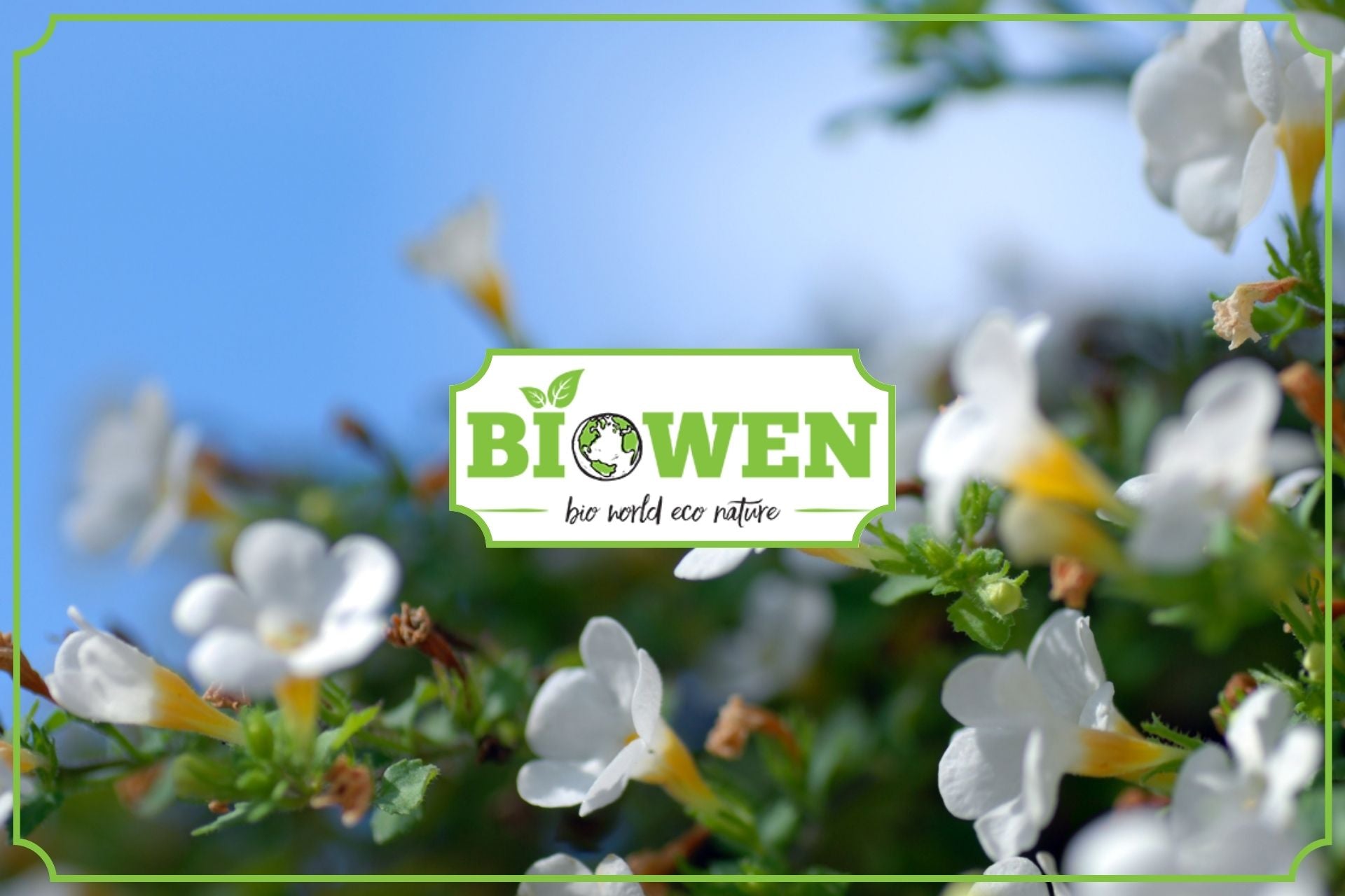 Bacopa monnieri (Brahmi) - właściwości, stosowanie i badania - obrazek wyróżniający