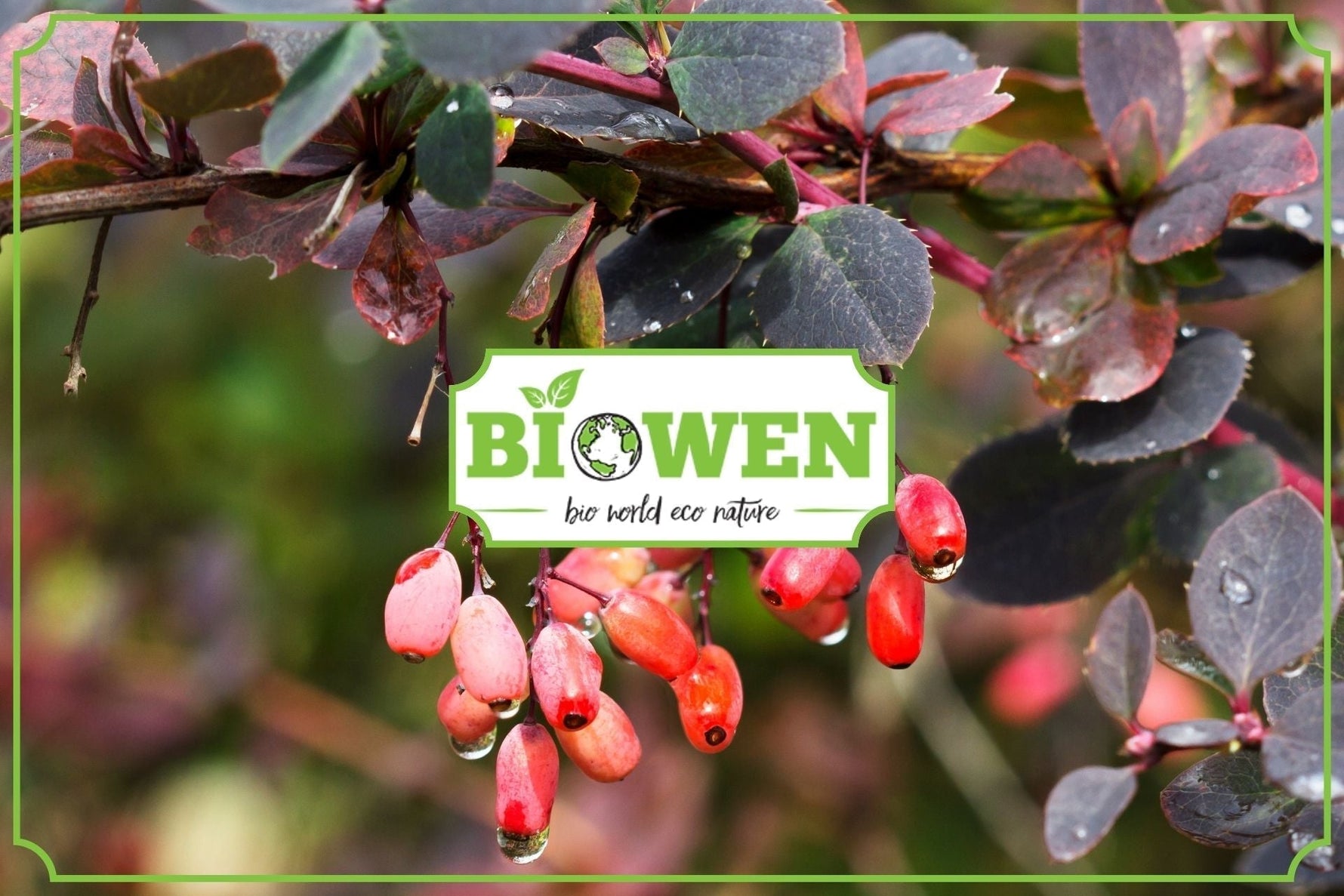 Berberyna – właściwości, źródła i zastosowanie - obrazek poglądowy