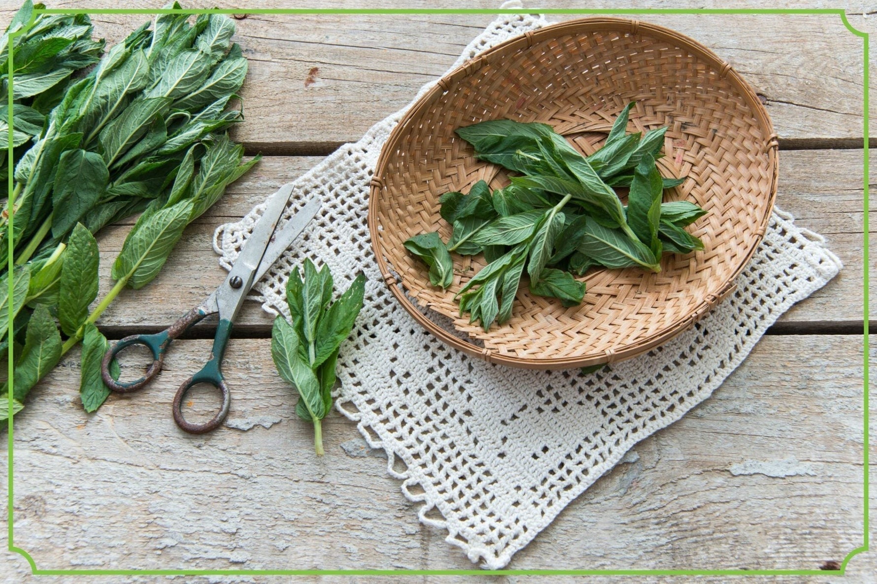 Betaina, pepsyna, mięta pieprzowa kompleksowe wsparcie układu pokarmowego - obrazek wyróżniający