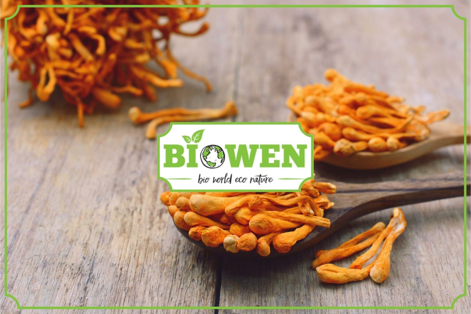 Grzyb cordyceps - badania, właściwości oraz stosowanie - obrazek wyróżniający