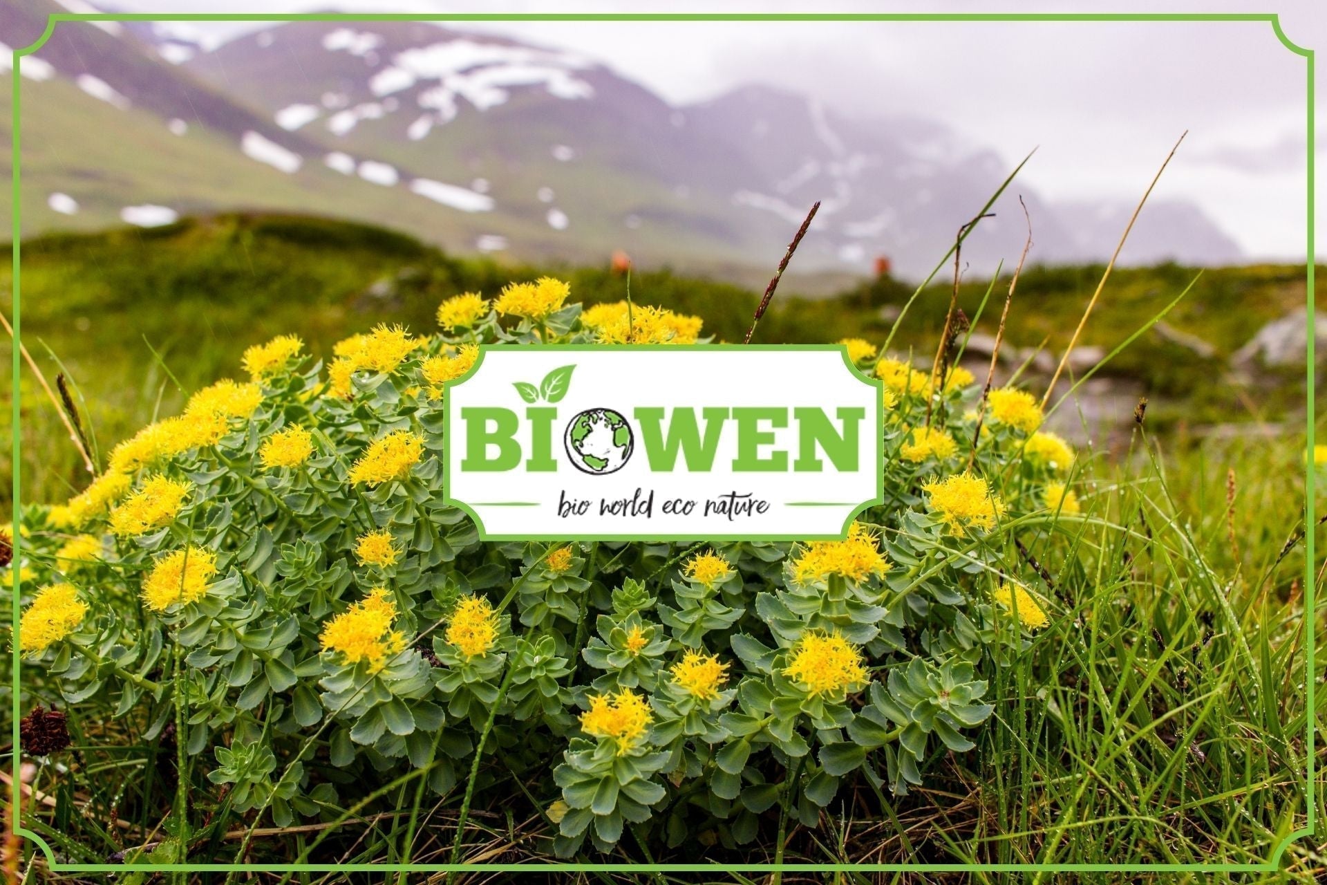 Rhodiola rosea - badania, właściwości oraz stosowanie