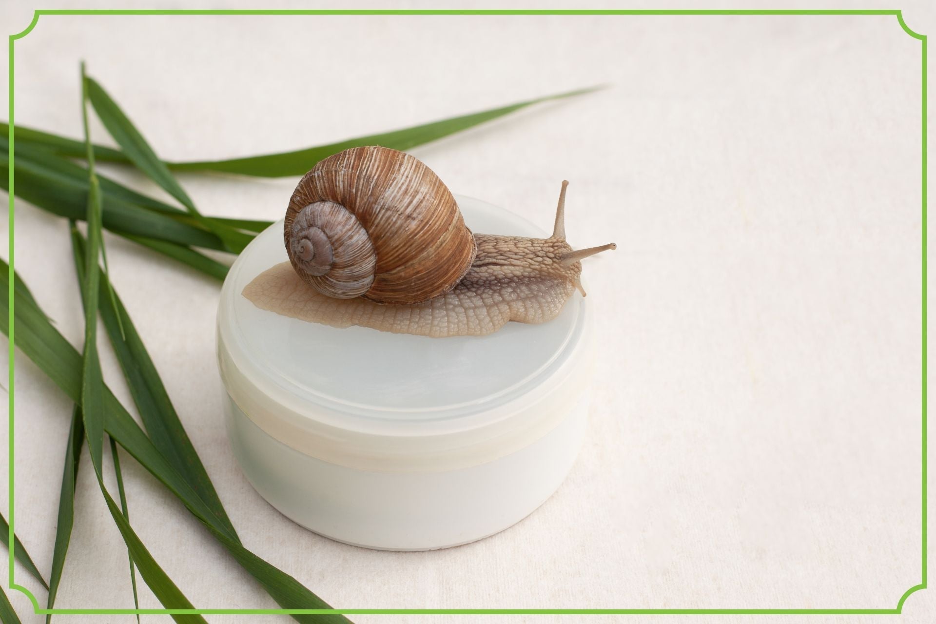 Właściwości śluzu ślimaka – sposób na zmarszczki, blizny i trądzik?