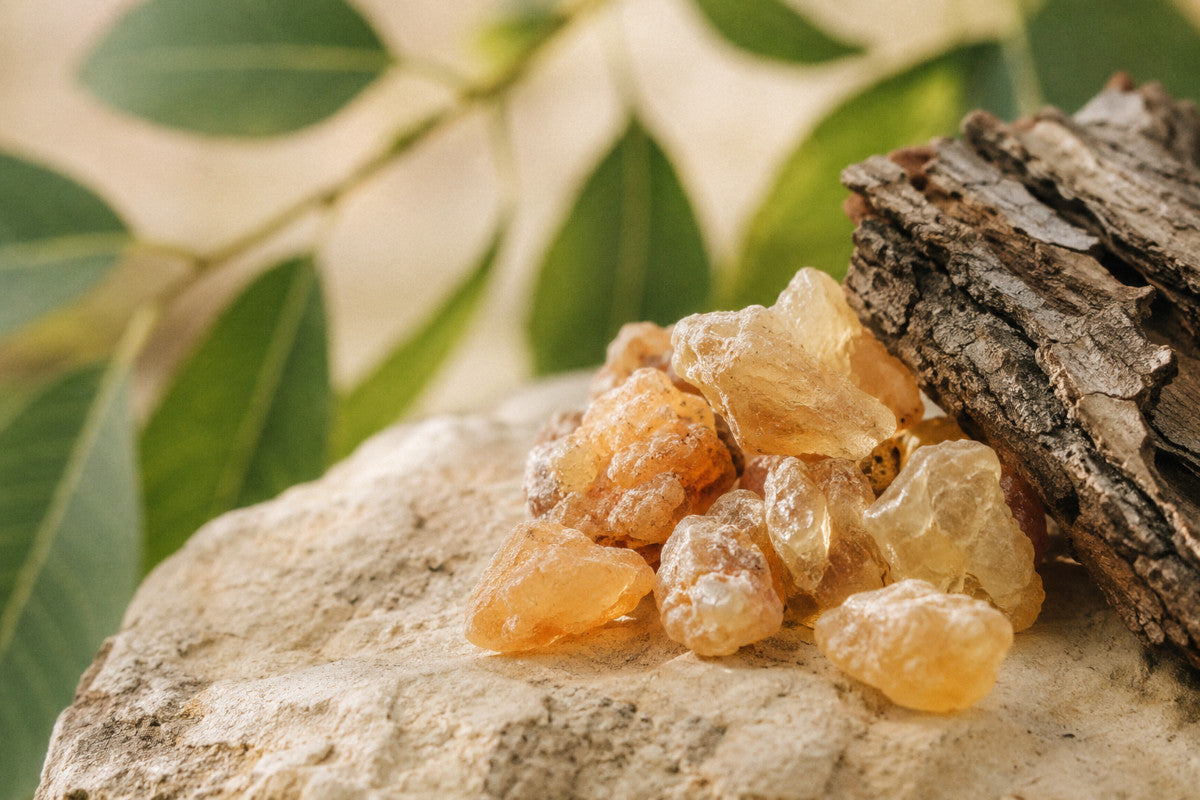 Żywica Boswellia serrata i fragment kory kadzidłowca indyjskiego