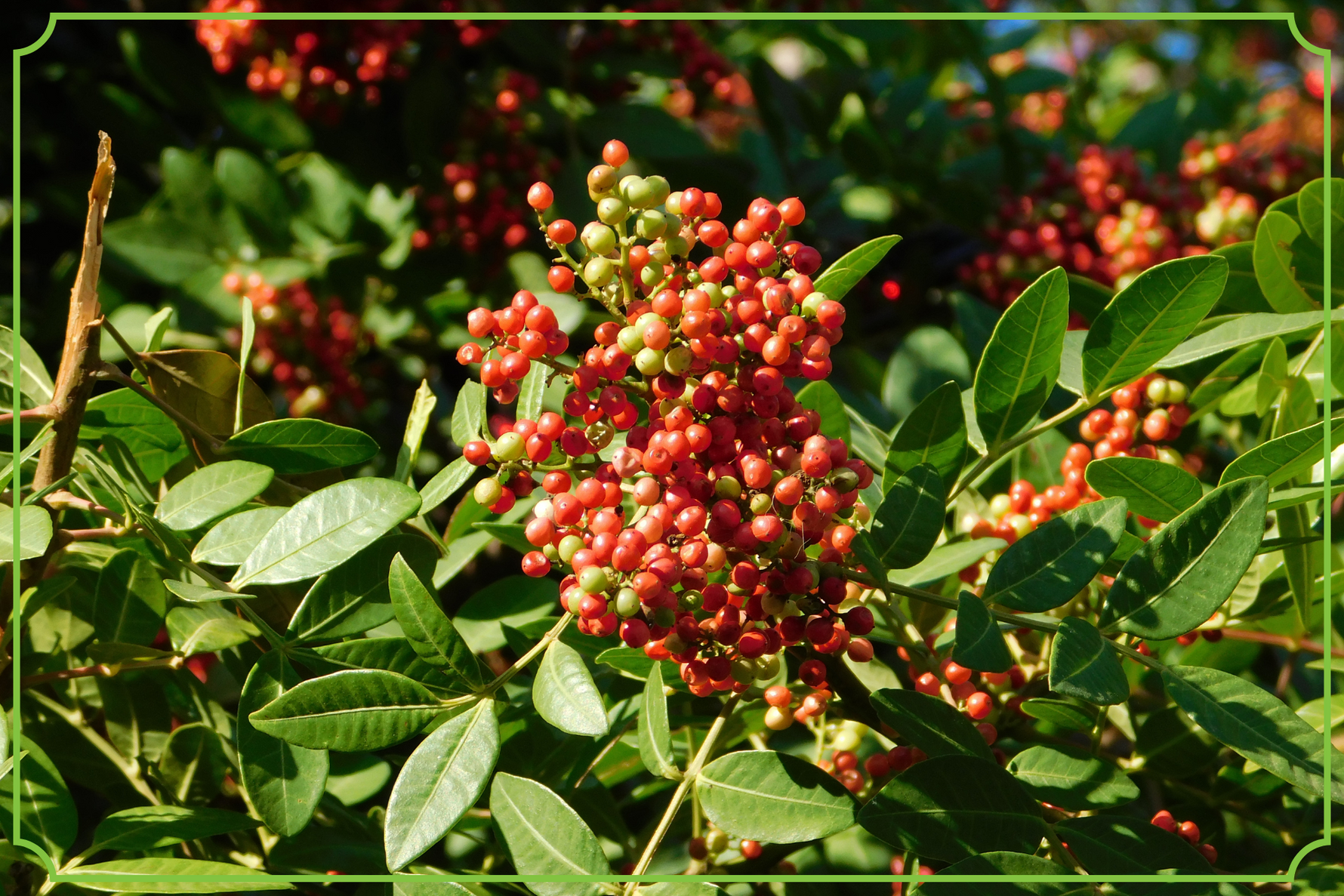 Mastika (mastiha). Grecka żywica na wiele dolegliwości obrazek wyróżniający
