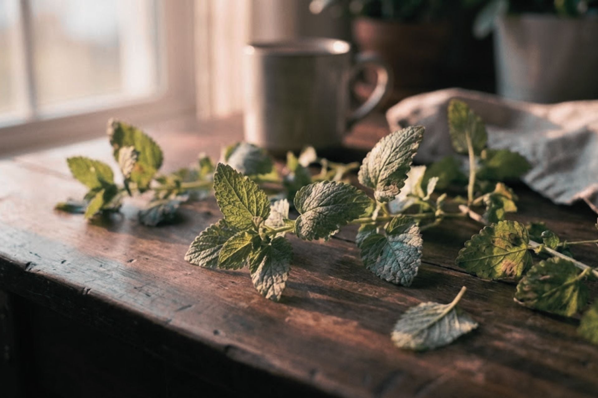 Melisa lekarska nie tylko na sen - obrazek wyróżniający