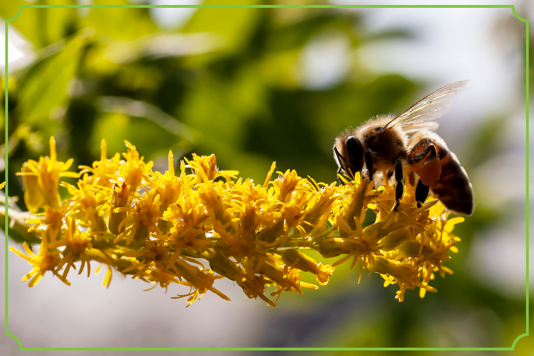 Miód nawłociowy i jego cenne właściwości obraz wyróżniający