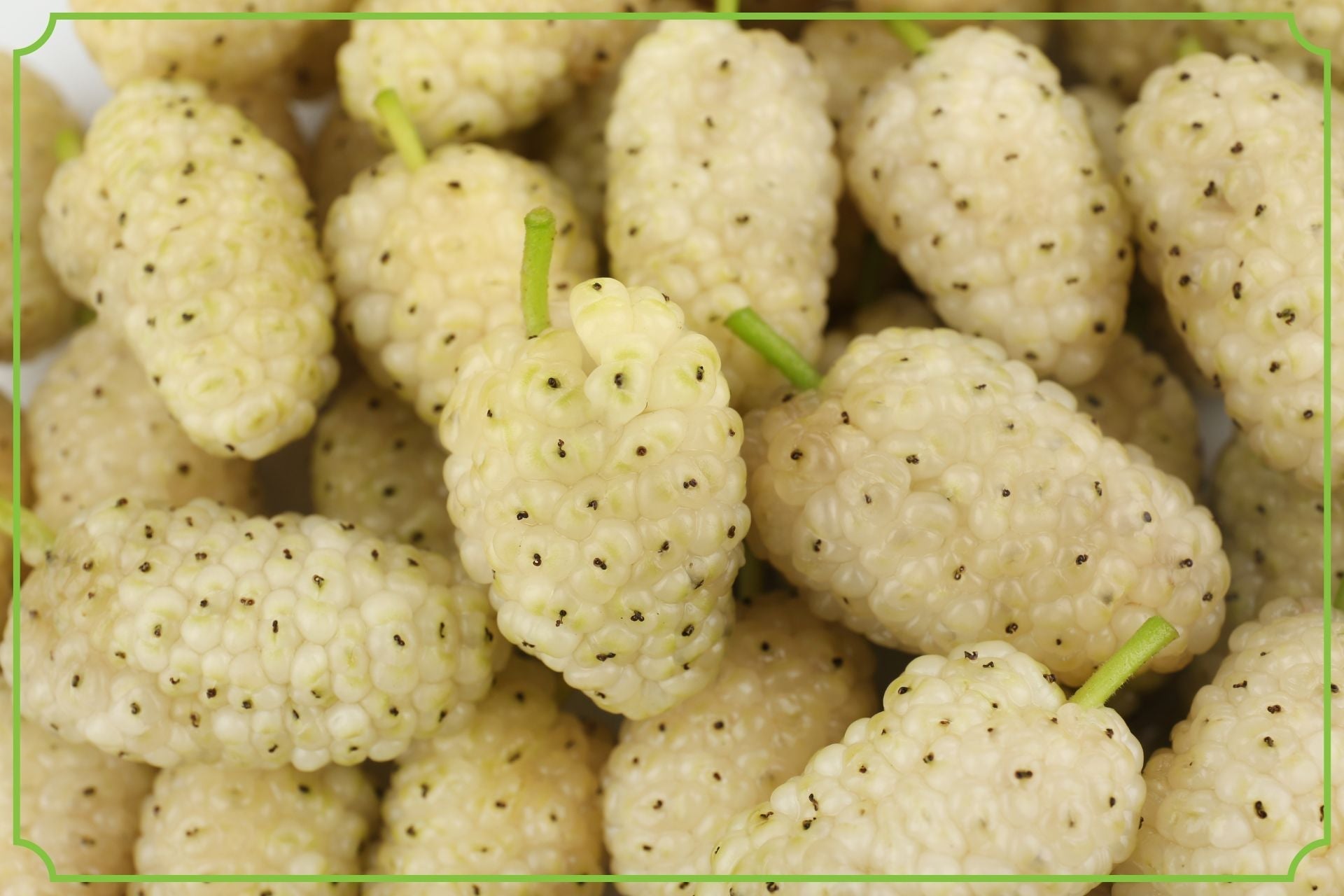 Morwa biała – właściwości, działanie, wpływ na odchudzanie 