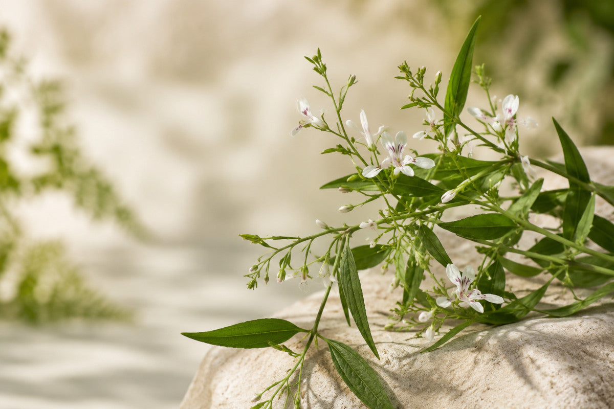 Liście i kwiaty Andrographis paniculata na jasnej kamiennej powierzchni