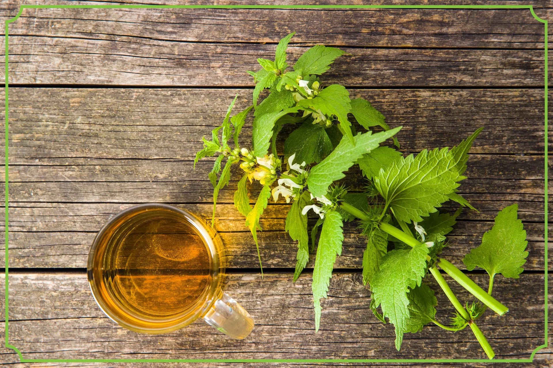 Pokrzywa – naturalny sposób na poprawę zdrowia - obrazek wyróżniający