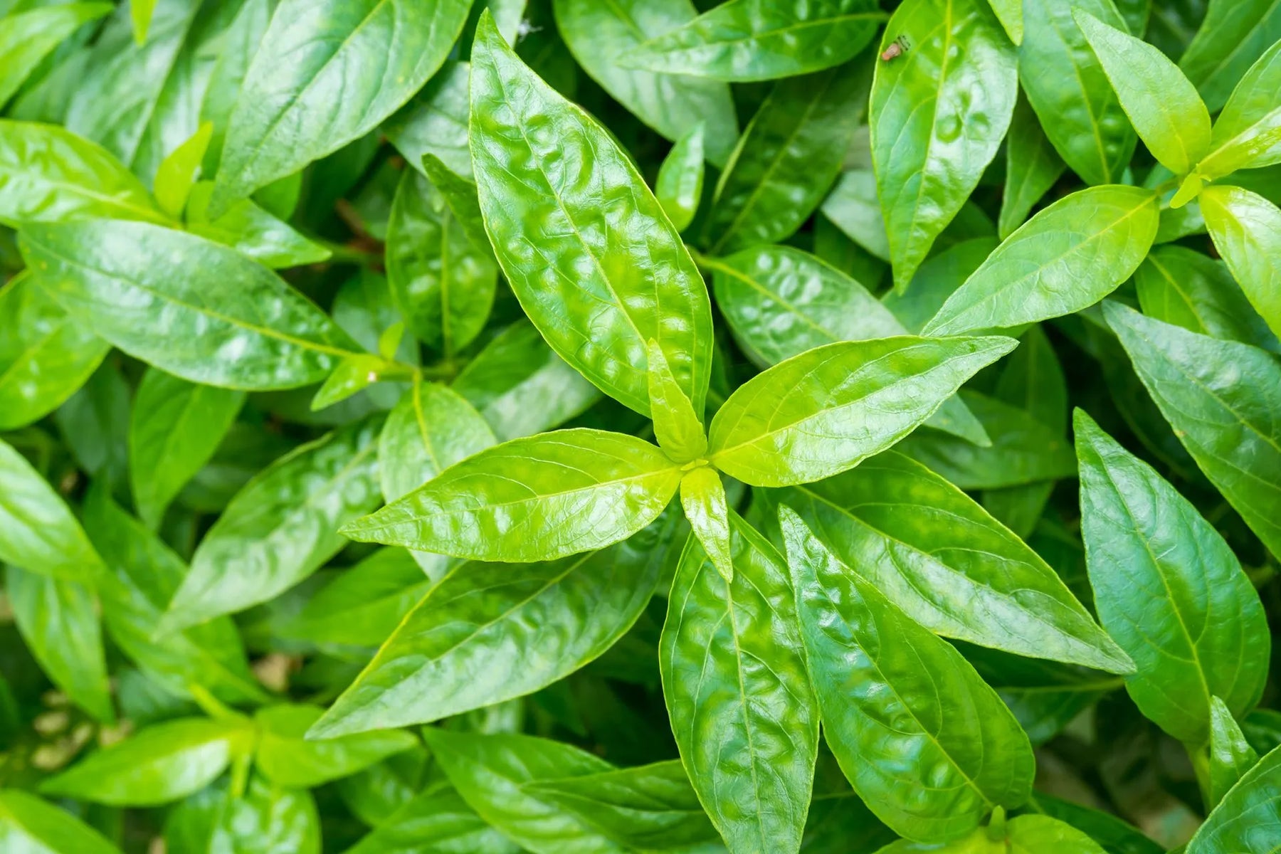 Andrographis Paniculata - zdjęcie poglądowe