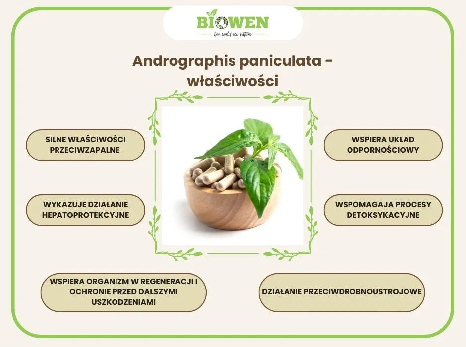 Andrographis paniculata - właściwości - infografika