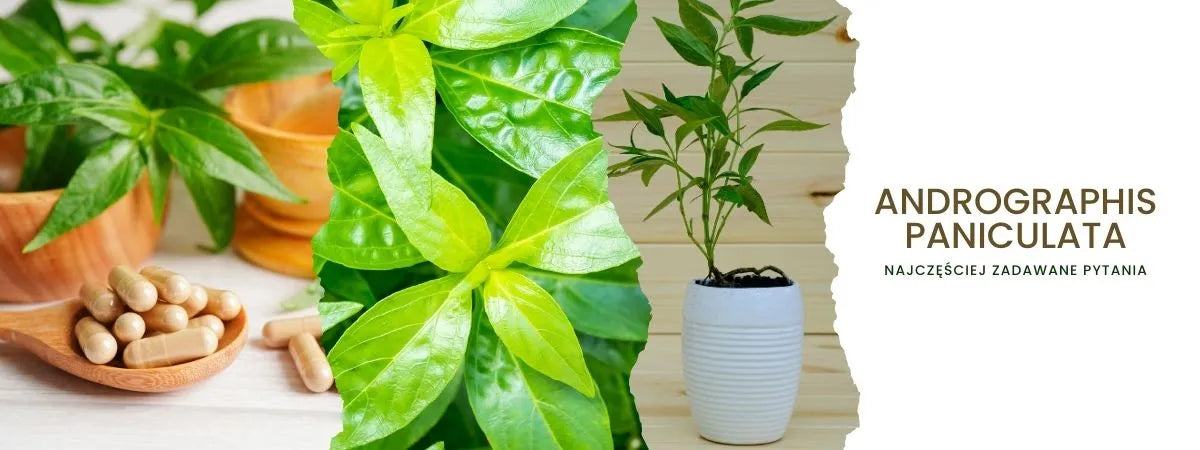 Andrographis Paniculata - najczęściej zadawane pytania