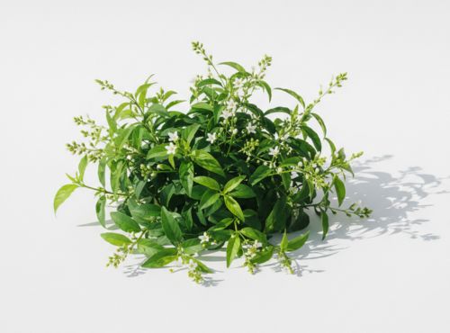 Bacopa Monnieri Biowen - właściwości