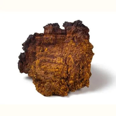 chaga grzyb chiński - zdjęcie poglądowe