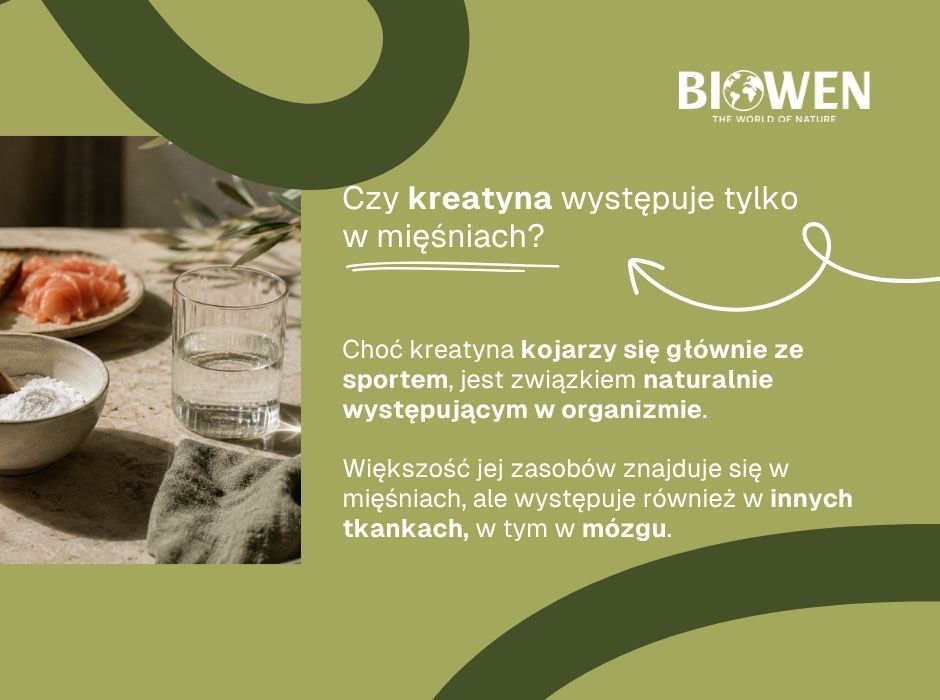 Czy kreatyna występuje tylko w mięśniach - infografika