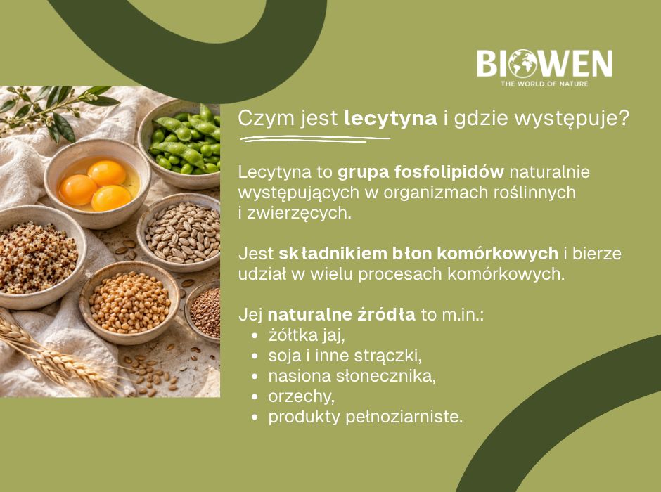 Czym jest lecytyna i gdzie występuje - infografika