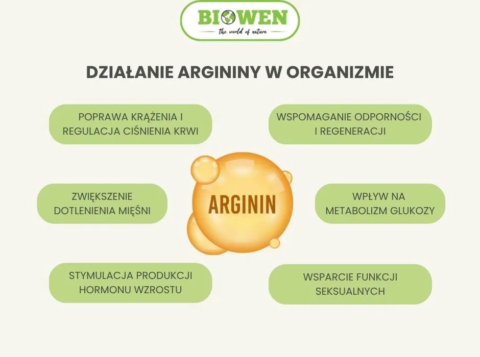Działanie argininy w organizmie - infografika