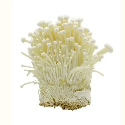 Enoki grzyb chiński - zdjęcie poglądowe