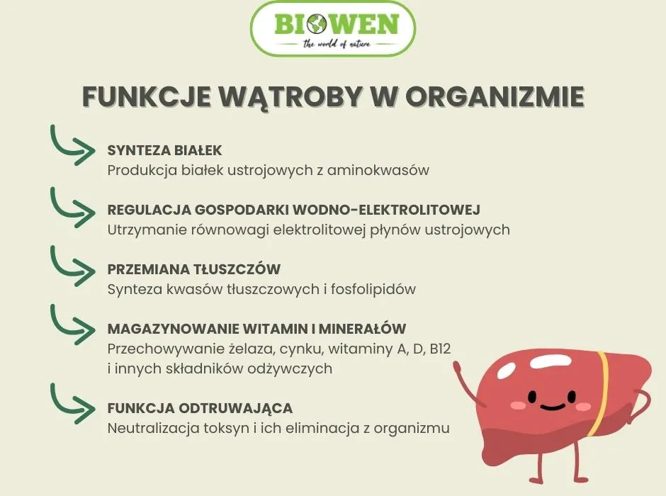 Funkcje wątroby w organizmie - infografika
