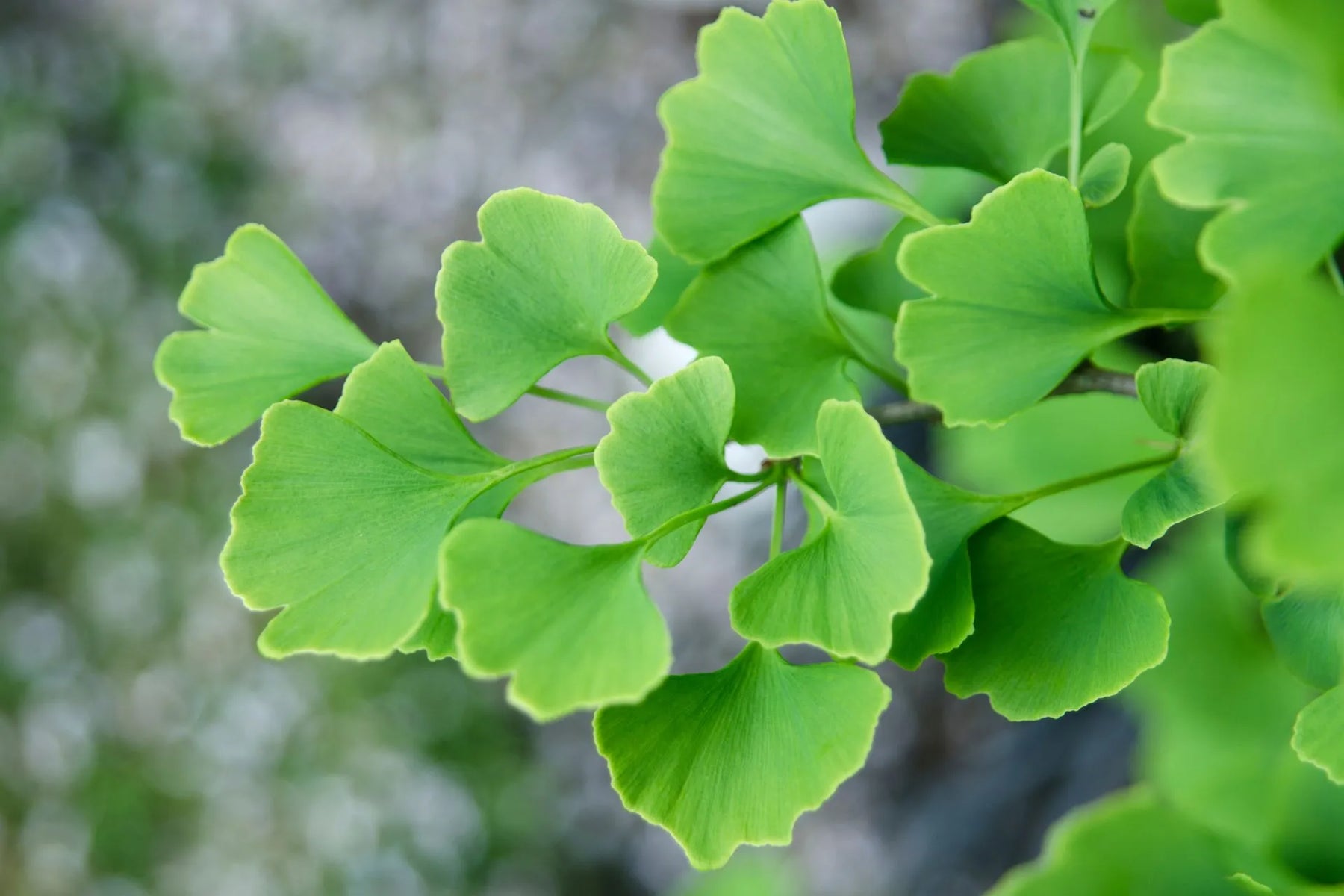 Ginkgo Biloba - zdjęcie poglądowe