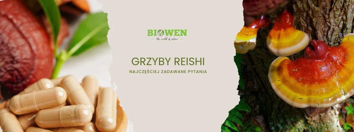Grzybyb reishi FAQ - zdjęcie poglądowe