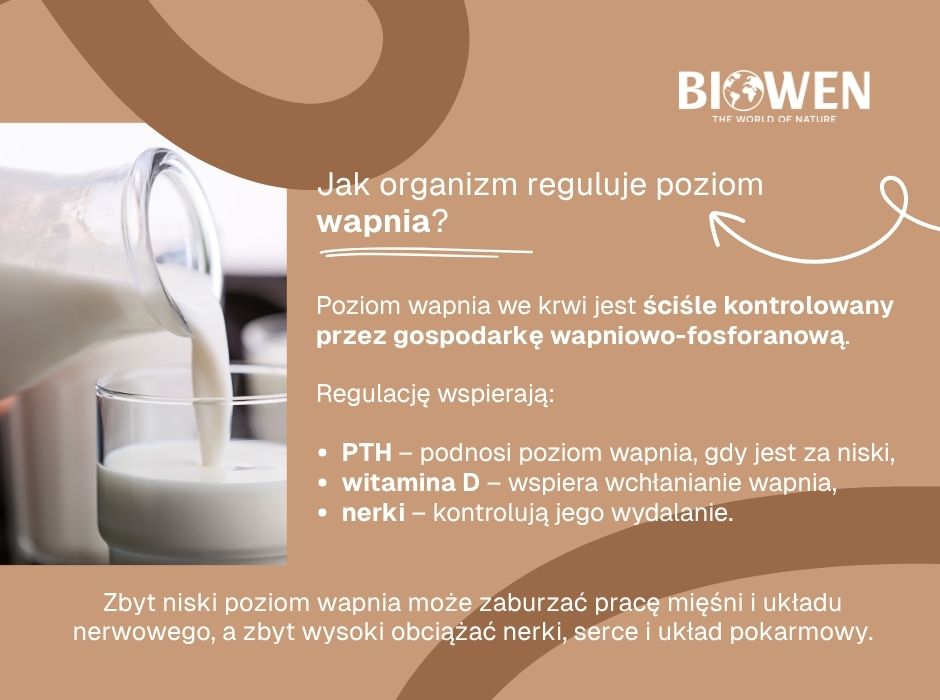 Jak organizm reguluje poziom wapnia - infografika