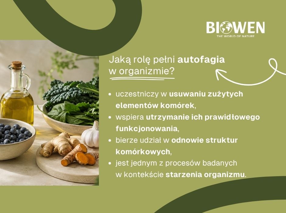 Jaką rolę pełni autofagia w organizmie - infografika