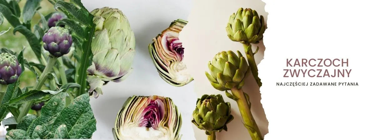 Karczoch zwyczajny - obrazek najczęściej zadawane pytania