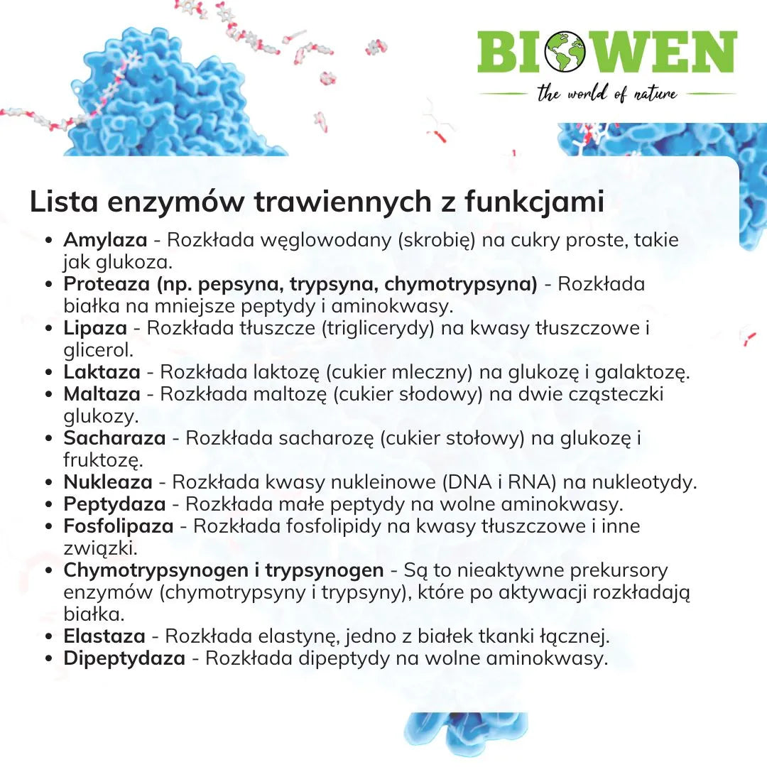 Lista enzymów trawiennych z funkcjami - infografika