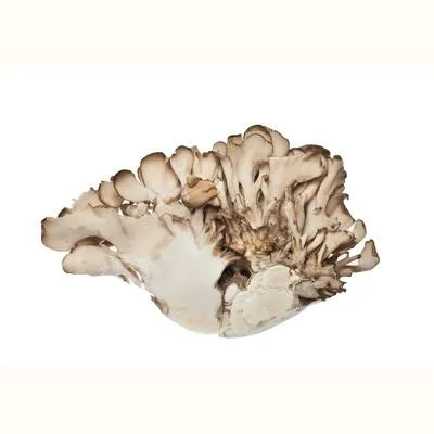 Maitake grzyb chiński - zdjęcie poglądowe