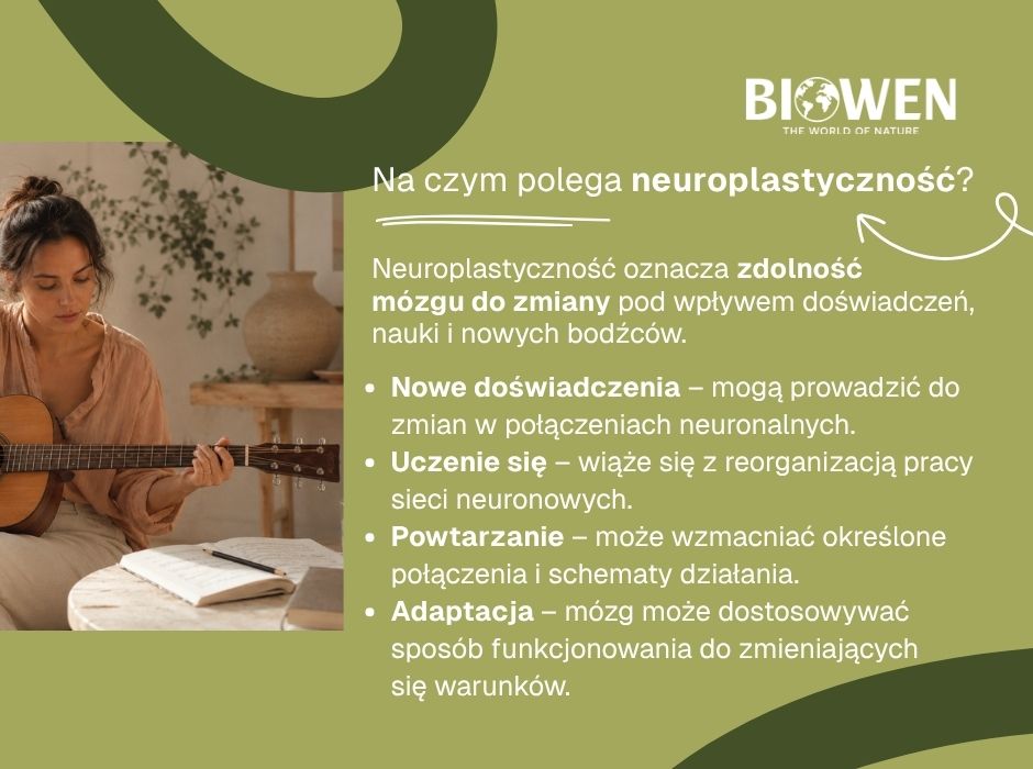Na czym polega neuroplastyczność - infografika