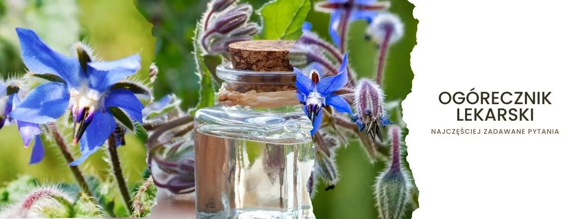 Ogórecznik lekarski najczęściej zadawane pytania