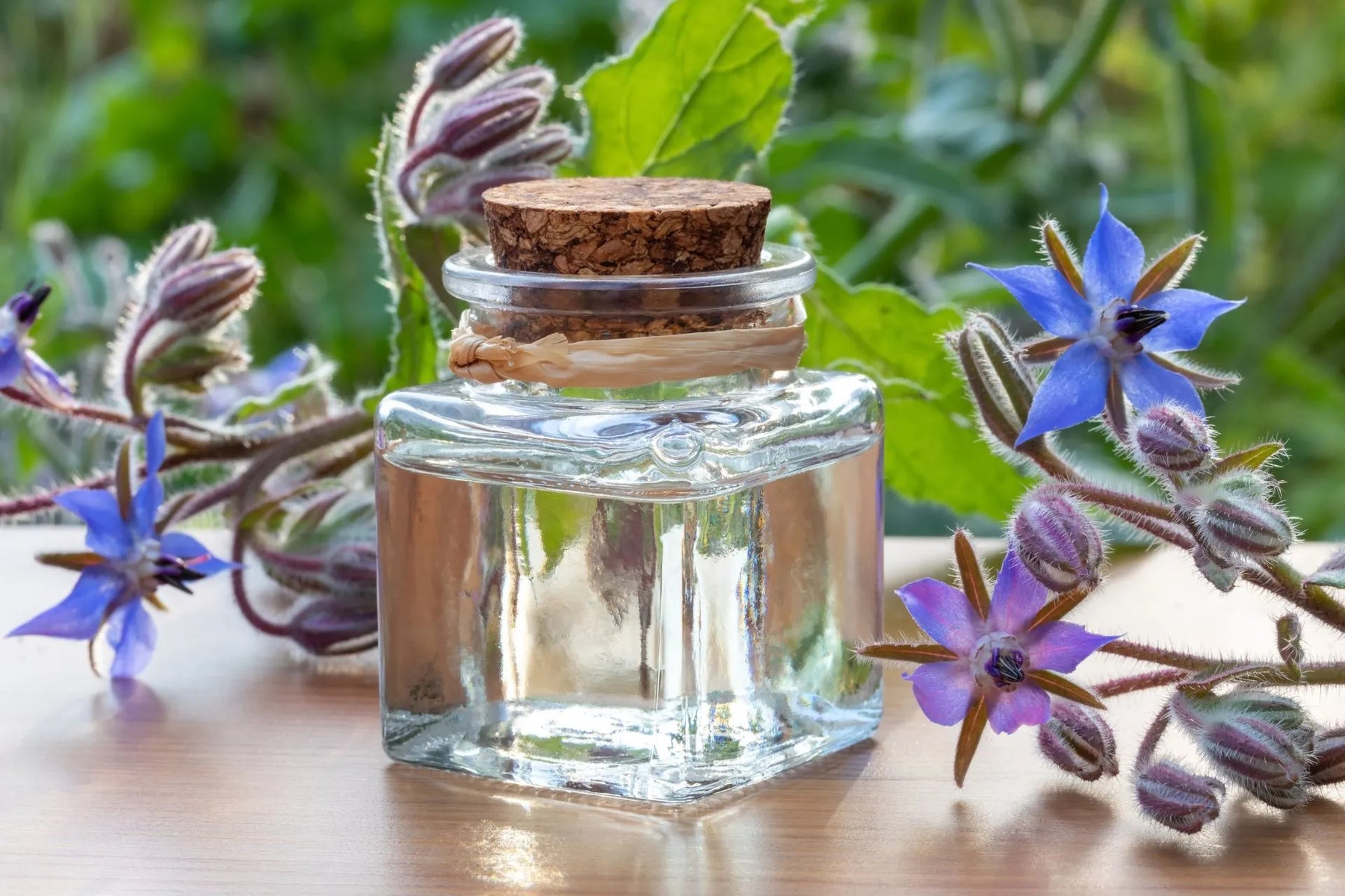 Ogórecznik lekarski - obrazek najczęściej zadawane pytania