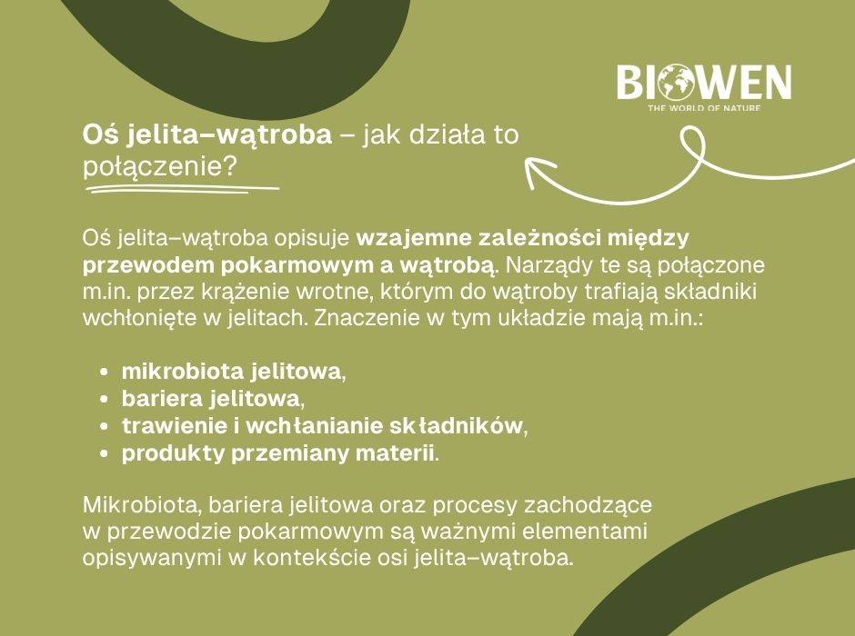 Oś jelita–wątroba–jak działa to połączenie - infografika