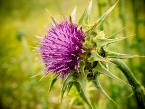 Ostropest plamisty roślina - zdjęcie poglądowe