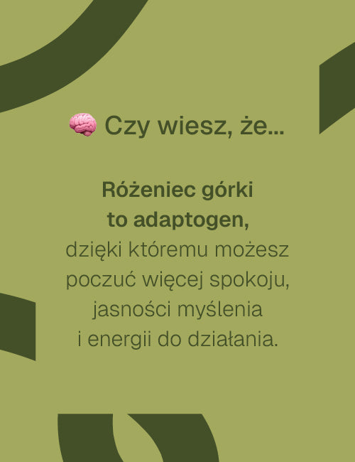 Tekst informacyjny o właściwościach różeńca górskiego jako adaptogenu poprawiającego jasność myślenia.