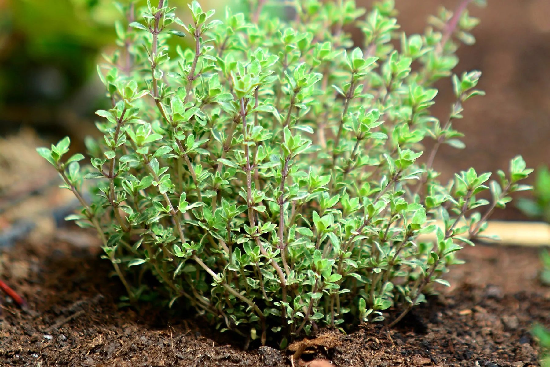 Tymianek uprawa - zdjęcie