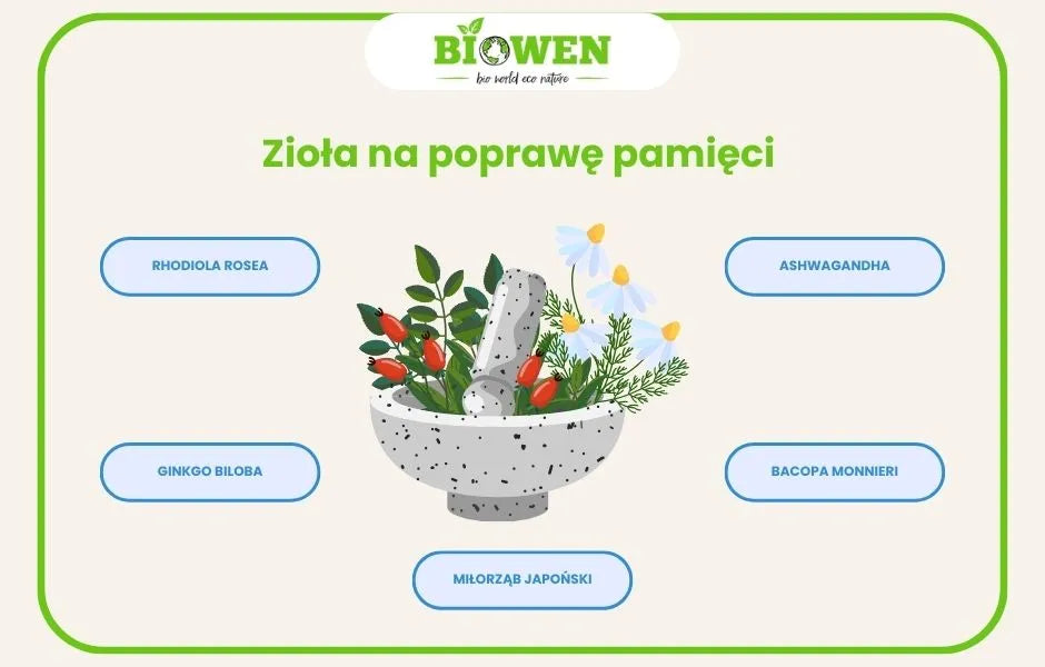 infografika zioła na poprawę pamięci