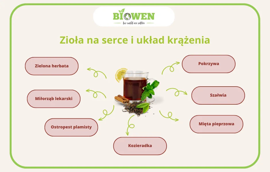 zioła na serce i układ krążenia infografika