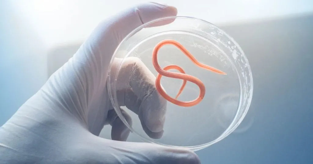 Badania na pasożyty - zdjęcie poglądowe