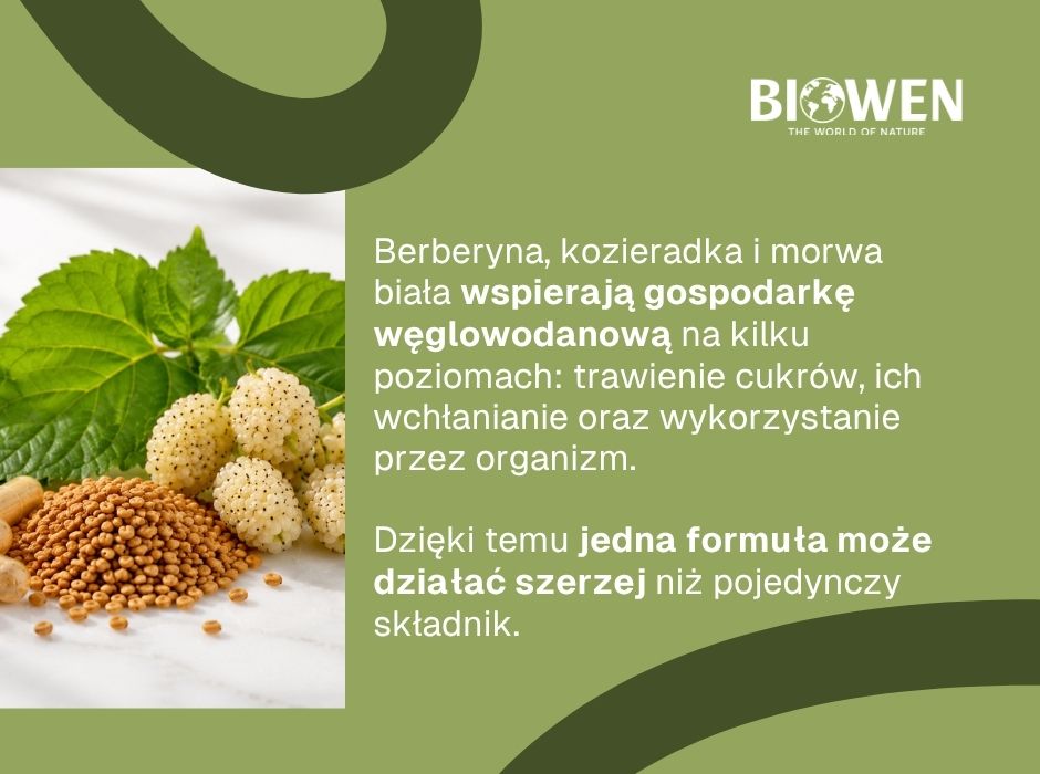 Połączenie berberyny, kozieradki i mory białej - infografika