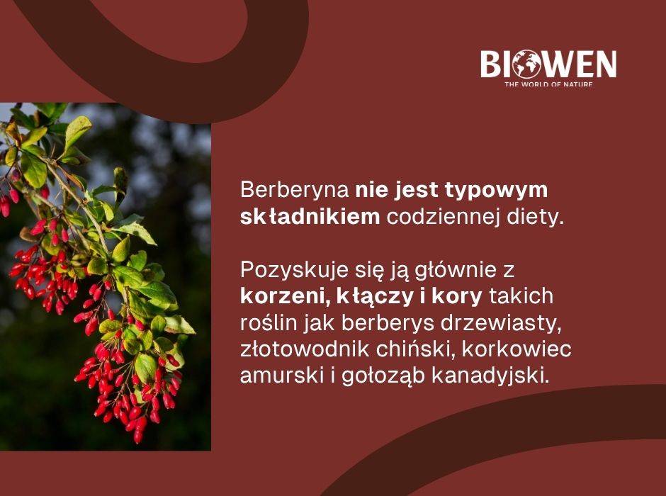 Berberyna w czym występuje - infografika