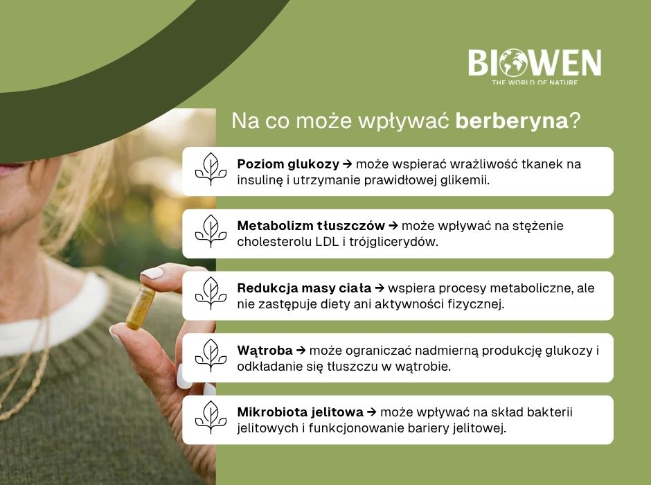 berberyna włąciwości - infografika