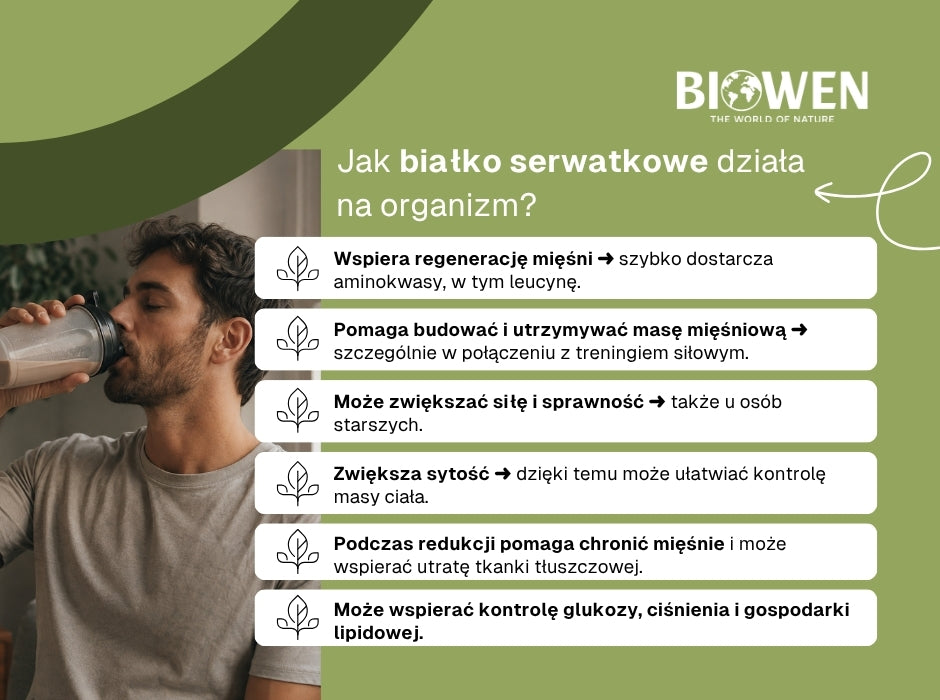 Białko serwatkowe jak działa - infografika