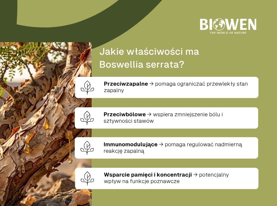 Jakie właściwości ma 
Boswellia serrata? - infografika