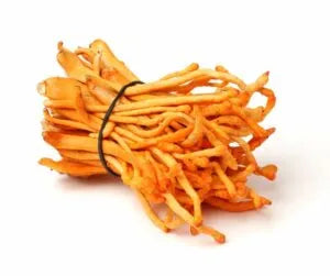 grzyb cordyceps sinensis - zdjęcie poglądowe