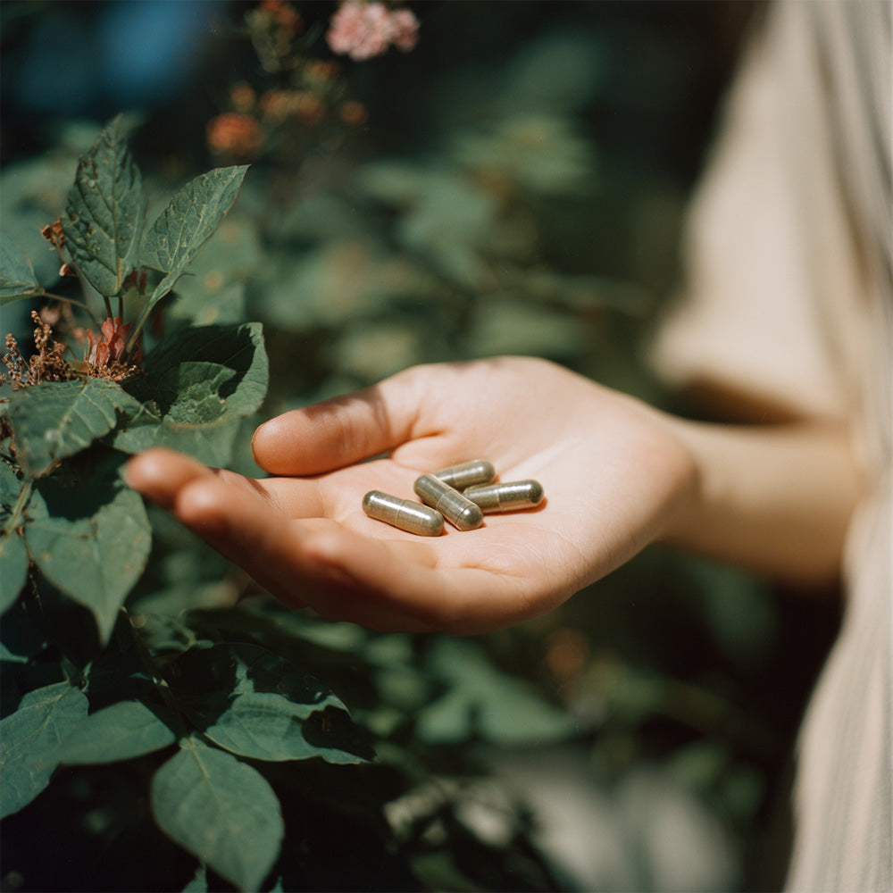 Dłoń trzymająca kilka kapsułek Rhodiola Rosea (różeniec górski) Biowen obok zielonych liści.