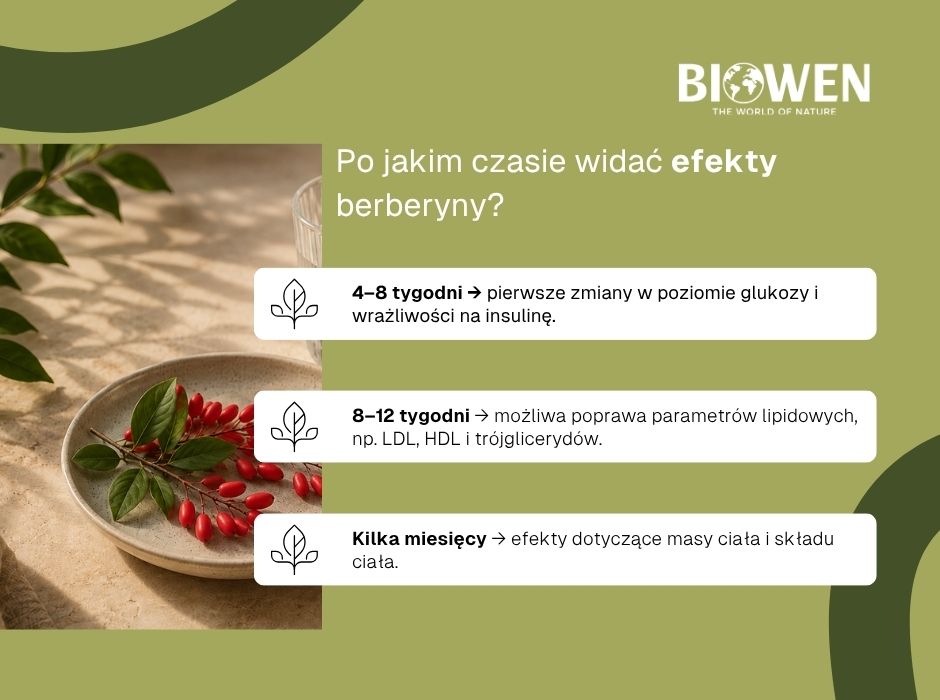 Po jakim czasie widać efekty berberyny? - infografika
