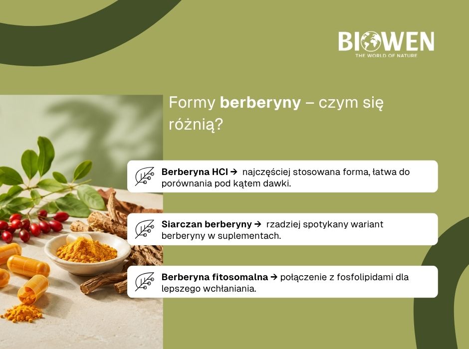 Formy berberyny - infografika